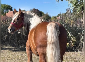Autres chevaux de trait, Hongre, 6 Ans, 155 cm, Alezan