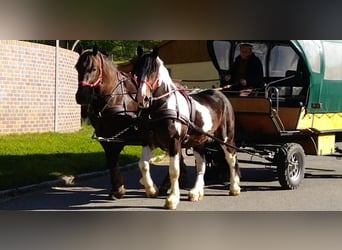 Autres chevaux de trait, Hongre, 6 Ans, 157 cm, Pinto