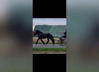 Autres chevaux de trait, Hongre, 6 Ans, 168 cm, Noir