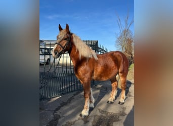 Autres chevaux de trait Croisé, Hongre, 7 Ans, 160 cm, Bai clair