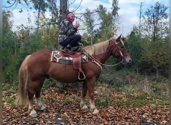 Autres chevaux de trait, Hongre, 7 Ans, 164 cm, Alezan