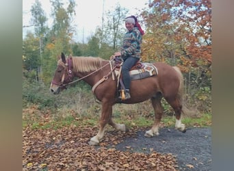 Autres chevaux de trait, Hongre, 7 Ans, 164 cm, Alezan