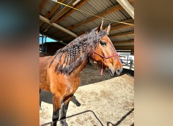 Autres chevaux de trait Croisé, Hongre, 7 Ans, 172 cm, Bai