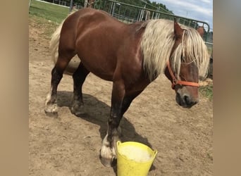 Autres chevaux de trait, Hongre, 8 Ans, 158 cm, Alezan brûlé