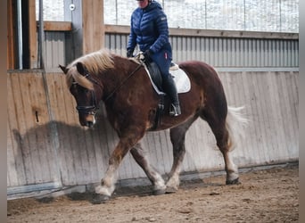 Autres chevaux de trait, Hongre, 8 Ans, 170 cm, Alezan