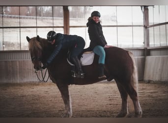 Autres chevaux de trait, Hongre, 8 Ans, 170 cm, Alezan