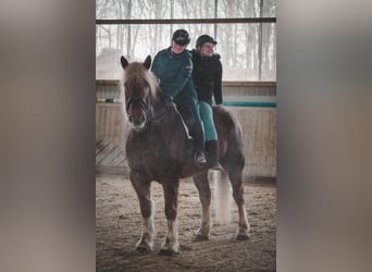 Autres chevaux de trait, Hongre, 8 Ans, 170 cm, Alezan