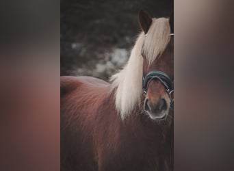 Autres chevaux de trait, Hongre, 8 Ans, 170 cm, Alezan