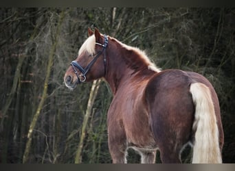 Autres chevaux de trait, Hongre, 8 Ans, 170 cm, Alezan