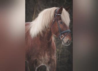 Autres chevaux de trait, Hongre, 8 Ans, 170 cm, Alezan