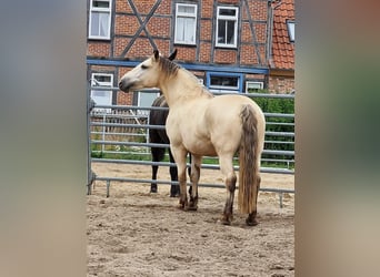 Autres chevaux de trait, Hongre, 9 Ans, 160 cm, Buckskin