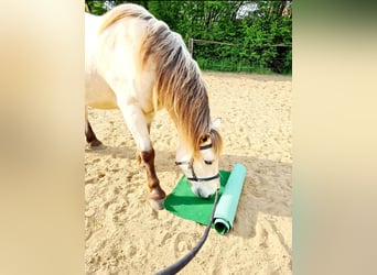 Autres chevaux de trait, Hongre, 9 Ans, 160 cm, Buckskin