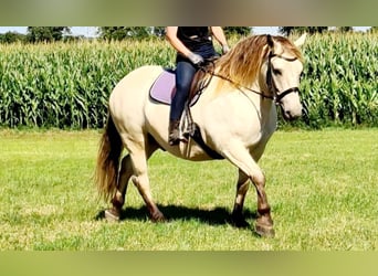 Autres chevaux de trait, Hongre, 9 Ans, 160 cm, Buckskin