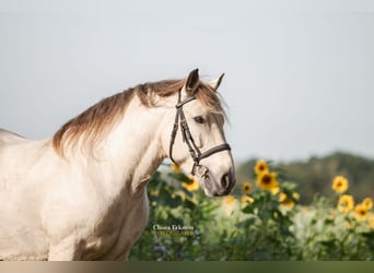 Autres chevaux de trait, Hongre, 9 Ans, 160 cm, Buckskin