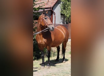 Autres chevaux de trait Croisé, Jument, 10 Ans, 150 cm, Bai