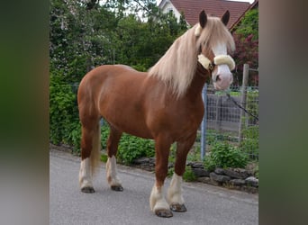 Autres chevaux de trait Croisé, Jument, 10 Ans, 158 cm, Alezan