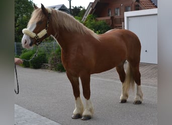 Autres chevaux de trait, Jument, 10 Ans, 158 cm, Alezan