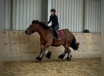 Autres chevaux de trait, Jument, 11 Ans, 152 cm, Bai