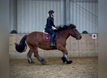 Autres chevaux de trait, Jument, 11 Ans, 152 cm, Bai