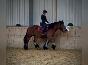 Autres chevaux de trait, Jument, 11 Ans, 152 cm, Bai