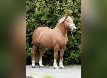 Autres chevaux de trait, Jument, 11 Ans, 155 cm, Alezan