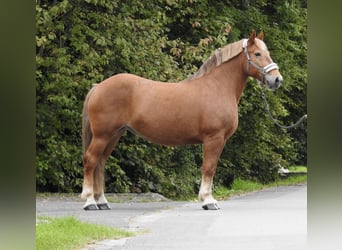 Autres chevaux de trait, Jument, 11 Ans, 155 cm, Alezan