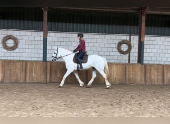 Autres chevaux de trait, Jument, 11 Ans, 160 cm, Blanc