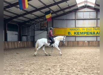 Autres chevaux de trait, Jument, 11 Ans, 160 cm, Blanc