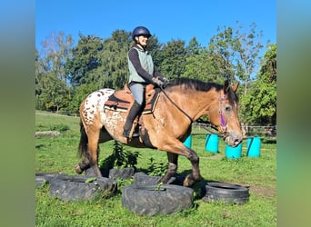 Autres chevaux de trait, Jument, 11 Ans, 163 cm, Léopard