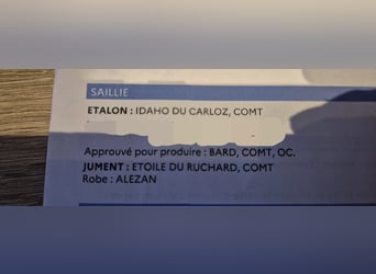 Autres chevaux de trait, Jument, 11 Ans, 168 cm, Alezan