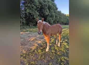 Autres chevaux de trait, Jument, 11 Ans, 168 cm, Alezan