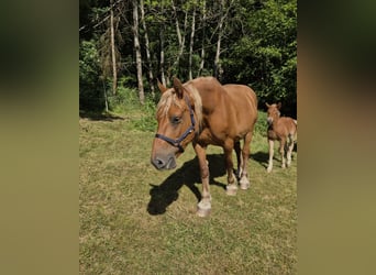 Autres chevaux de trait, Jument, 11 Ans, 168 cm, Alezan
