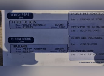 Autres chevaux de trait, Jument, 11 Ans, 168 cm, Alezan