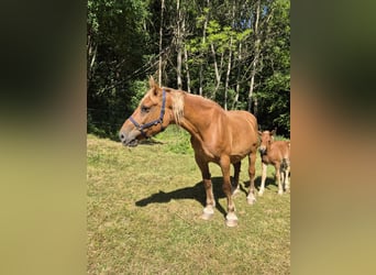 Autres chevaux de trait, Jument, 11 Ans, 168 cm, Alezan