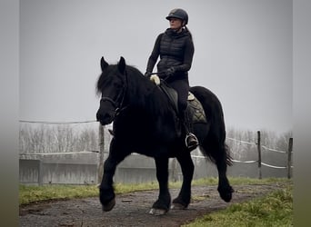 Autres chevaux de trait Croisé, Jument, 12 Ans, 150 cm, Noir
