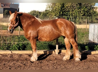 Autres chevaux de trait, Jument, 12 Ans, 152 cm, Alezan