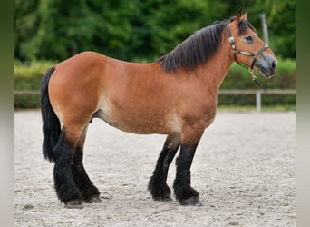 Autres chevaux de trait, Jument, 12 Ans, 153 cm, Bai