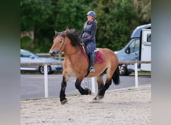Autres chevaux de trait, Jument, 12 Ans, 153 cm, Bai
