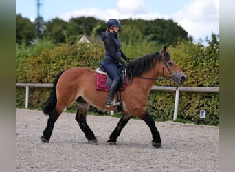 Autres chevaux de trait, Jument, 12 Ans, 153 cm, Bai