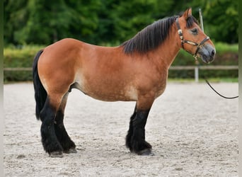Autres chevaux de trait, Jument, 12 Ans, 153 cm, Bai