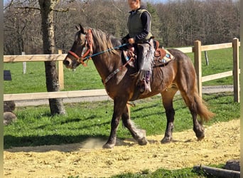 Autres chevaux de trait, Jument, 13 Ans, 151 cm, Alezan brûlé