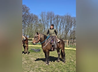 Autres chevaux de trait, Jument, 13 Ans, 151 cm, Alezan brûlé