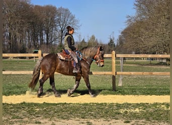 Autres chevaux de trait, Jument, 13 Ans, 151 cm, Alezan brûlé