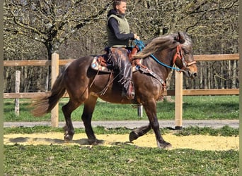 Autres chevaux de trait, Jument, 13 Ans, 151 cm, Alezan brûlé