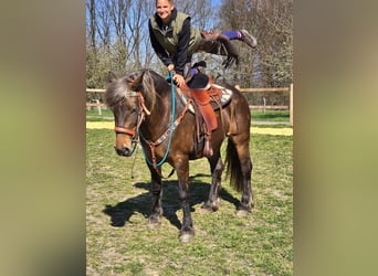 Autres chevaux de trait, Jument, 13 Ans, 151 cm, Alezan brûlé