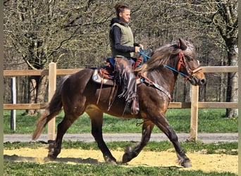 Autres chevaux de trait, Jument, 13 Ans, 151 cm, Alezan brûlé