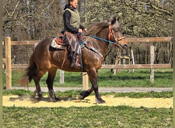 Autres chevaux de trait, Jument, 13 Ans, 151 cm, Alezan brûlé