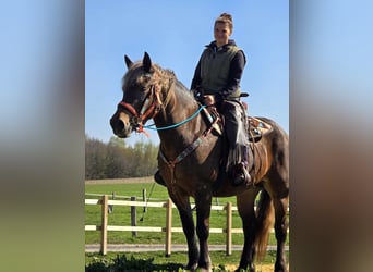 Autres chevaux de trait, Jument, 13 Ans, 151 cm, Alezan brûlé