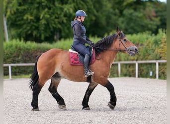 Autres chevaux de trait, Jument, 13 Ans, 153 cm, Bai