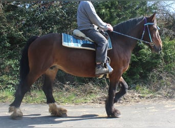 Autres chevaux de trait, Jument, 13 Ans, 160 cm, Bai